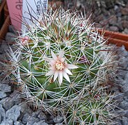 Mammillaria marcosii