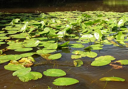 Nuphar saikokuensis ממיני הנופר הגדלים ביפן