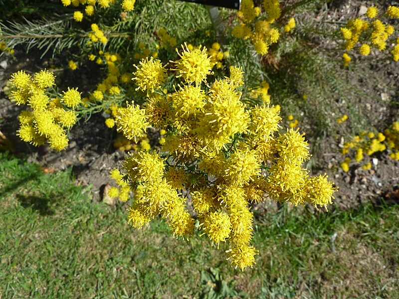 File:Aster linosyris "Goldilocks Aster" (Asteraceae) (flower).JPG