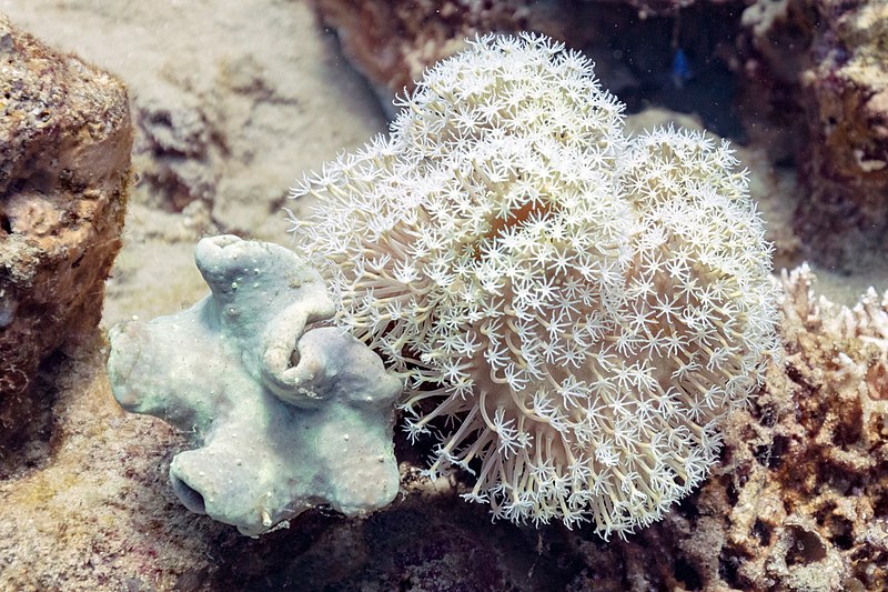 File:Corales (Sarcophyton glaucum, Xenia umbellata), parque nacional Ras Muhammad, Egipto, 2022-03-27, DD 20.jpg