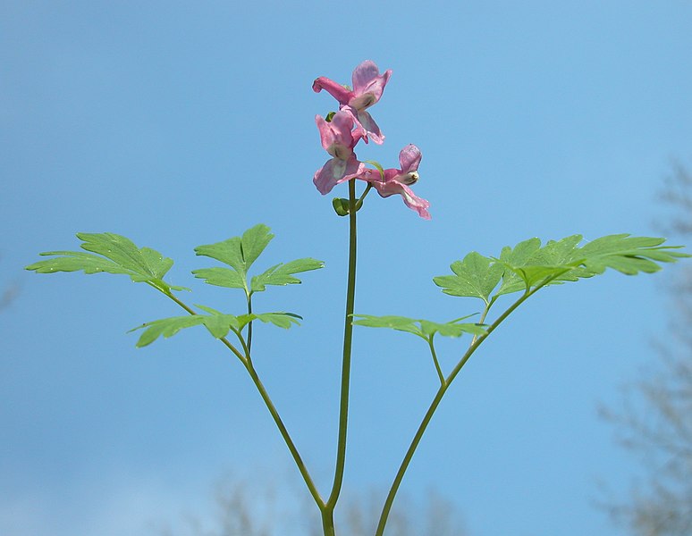 File:Corydalis cava inflorescence (22).jpg