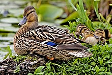 Female mallard nest - natures pics.jpg