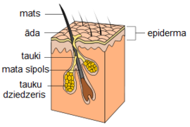 Hair follicle-lv.png