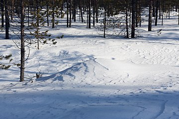 Nature of Inari