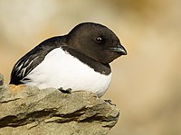 Kleine alk op Spitsbergen