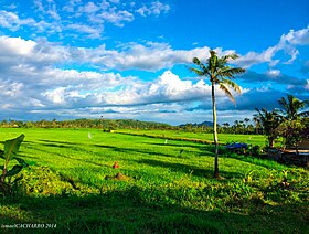 Une rizière dans le barangay de Pagsulhugon en 2014