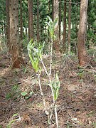 枝は芽よりか細い印象があるため、林の中ではその大きな芽がかなり目立つ。