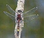 Leucorrhinia pectoralis – Oberseite