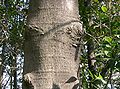 Bark on trunk