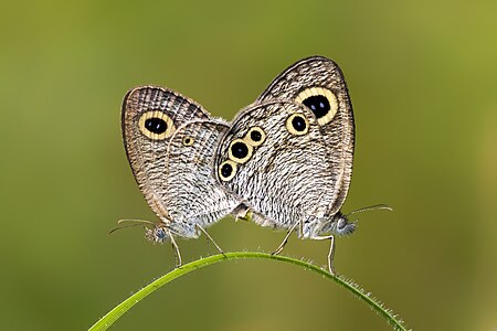 Mating pair of Ypthima huebneri (Kirby, 1871) - Common Four-ring WLB