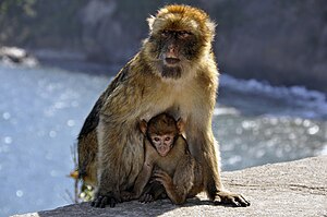 Berberaab (Macaca sylvanus) EN - endangered (trüüwet)