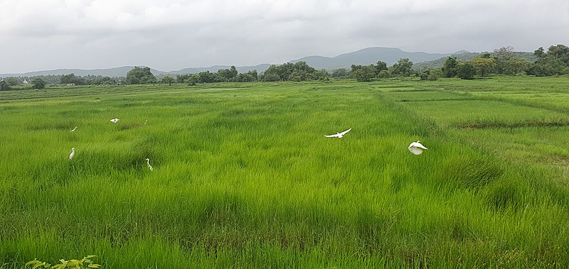 File:Fields of Rachol .jpg