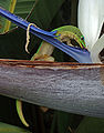 Gold dust day gecko