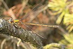 Lestes virens – Weibchen