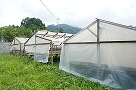 Séchage du cacao à Generosa (CECAB).