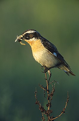 paapke ( Saxicola rubetra)