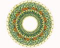 Measles virus nucleocapsid helix, top view