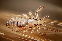 Головна воша (Pediculus humanus capitis)