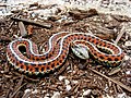 Image 31Thamnophis elegans terrestris at Western terrestrial garter snake