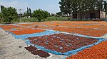 Drying apricot fruits