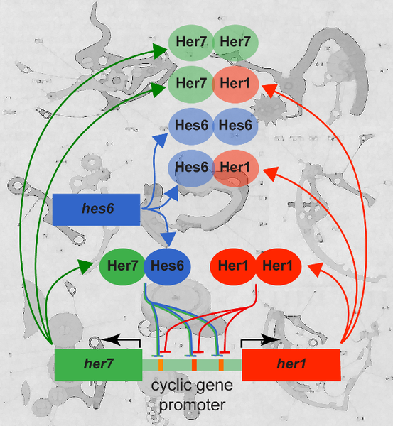 File:Pacemaking circuits at the core of the zebrafish embryo's segmentation clock, with two negative feedback loops - journal.pbio.1001366.g001.png