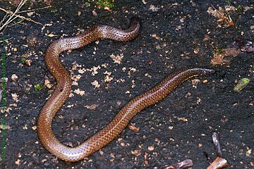 Pipe snakes are found only in South India and Sri Lanka.