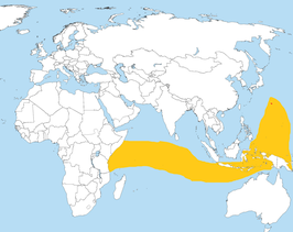 Japans stormvogeltje