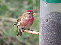 Bright male; East Chevington, Northumberland, England