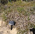 Banksia nivea