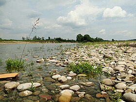 Brzeg Dunajca w Piaskach-Drużków