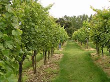 Photographie montrant un rang de vigne enherbé. Le feuillage, abondant encore en pousse et bien vert, et les petits grains vert sont au stade de début d'été..