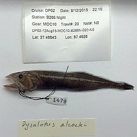 Дисалот Алкока (Dysalotus alcocki)