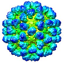 CryoEM reconstruction of "Rabbit hemorrhagic disease virus" (RHDV) capsid. EMDB entry EMD-1933