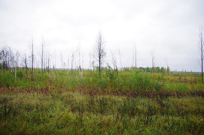 File:Gus-Khrustalny District, Vladimir Oblast, Russia - panoramio (19).jpg