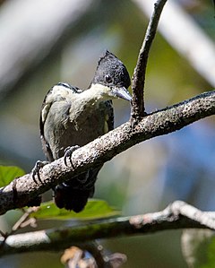 ♂ Hemicircus canente