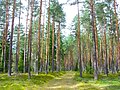 Image 28Latvian Pine Forest in Ķegums Municipality (from Forest)