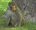 Rhesus macaque