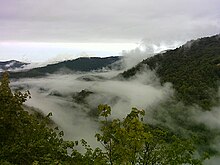 Bosque caducifolio montañoso en un ambiente brumoso y nublado.