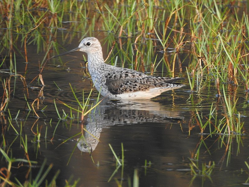 File:Marsh sandpiper 12.jpg