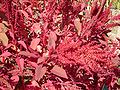 Blet Amaranthus cruentus