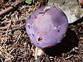 Cortinarius salor