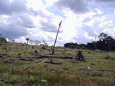 Vpliv krčenja gozdov na naravni habitat dreves