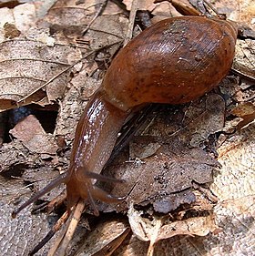 E. rosea (Férussac, 1821) em Tallahassee, Flórida.