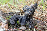 Helvella vesepertina