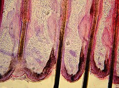 Histology of Felidae hair follicles - 40X view.jpg