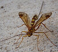 Megarhyssa macrura ♀