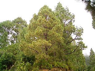 Barlovento, La Palma