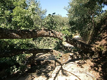 Árbol derribado por su peso en borde de talud