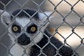 Ring-tailed lemur