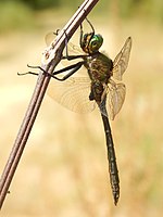 Somatochlora meridionalis – Männchen